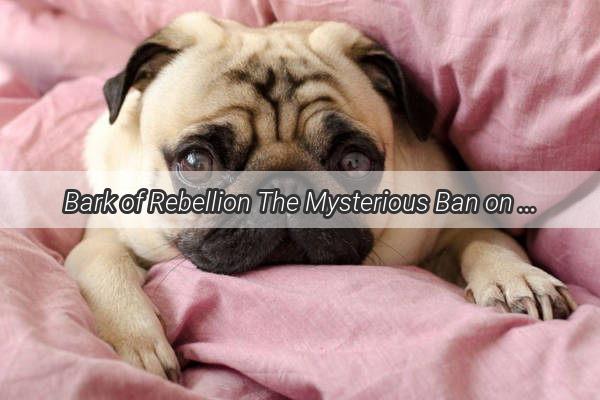 Bark of Rebellion The Mysterious Ban on Pet Dogs Across China and Its Unraveling Secrets